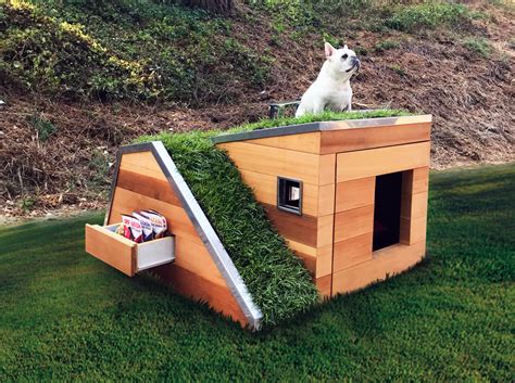 solar powered sustainable dog house   green roof  pups cool