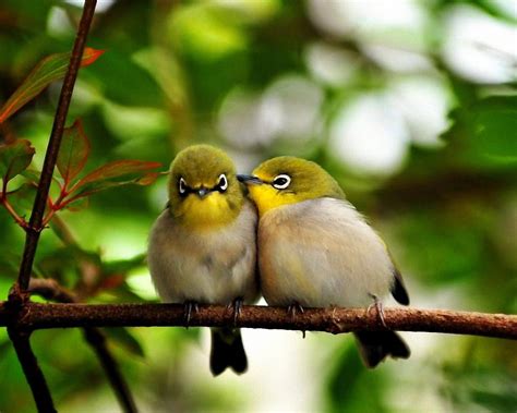 cute  birds