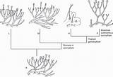 Liverwort Life Researchgate Diagram Cycle Moss Liverworts Source Acre sketch template