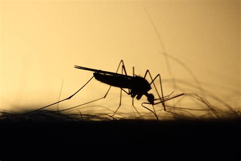 muggen op curacao wat te doen abc resort curacao