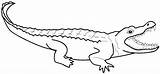 Coloring Alligator Pages Crocodile Outline Printable Nile Kids Color Caiman Print Clipart Colouring Getdrawings Getcolorings Animals Clipartmag Animal 325px 09kb sketch template