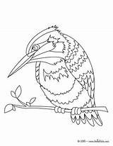 Kingfisher Pescador Oiseau Oiseaux Hellokids Martim Aves Cotorra Flamingo sketch template