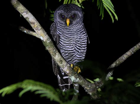 black banded owl ebird