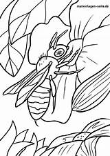 Biene Ausmalbilder Bienen Ausmalen Insekten Malvorlagen sketch template