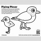 Piping Plover Coloring 38kb 400px sketch template