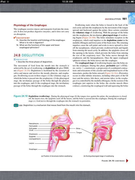 principles of anatomy and physiology chapter 24 the