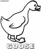 Goose Coloring Pages sketch template
