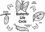 Butterfly Coloring Cycle Life Pages Online sketch template