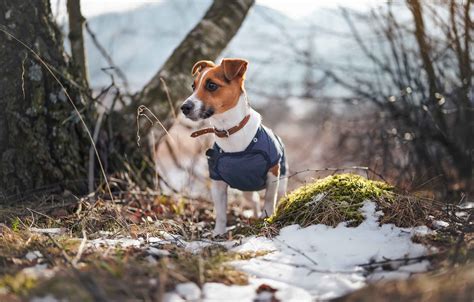 pearly meisterschaft ausruestung jasjes voor kleine honden kokain apropos bezirk