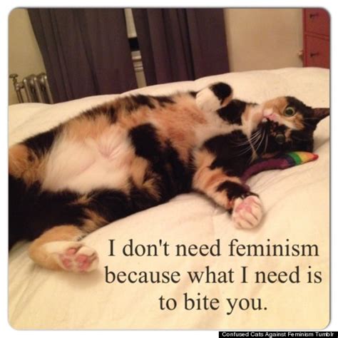 Confused Cats Against Feminism Tumblr Is Just What The Internet