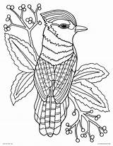 Coloring Pages Printable Adults Books Bird Blue Jay Realistic Animal Drawing Color Nature Paradise Detailed Animals Sheets Bluejay Print Kids sketch template