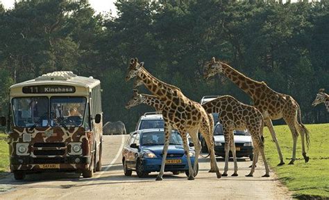 safaripark beekse bergen dieren afrika gevaarlijk dichtbij safaripark beekse bergen