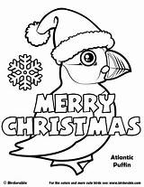 Coloring Pages Birdorable Puffin Christmas Birds Cute Atlantic Sheets Cartoon sketch template