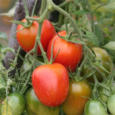 tomate de berao black   le semeur bio locavorfr