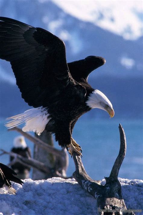 eagle google search eagles pinterest