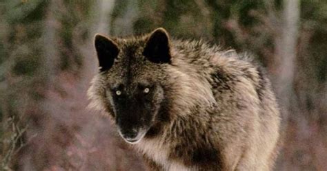 white wolf trappers killed  rare alexander archipelago wolves  prince  wales island