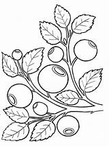 Coloring Blueberry Pages Berries Recommended sketch template