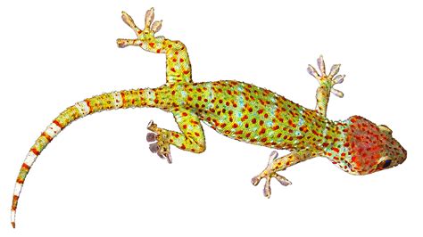 geckos transparent images png png mart