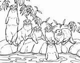 Otter Coloring Pages Books Printable sketch template