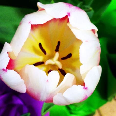 easter tulip tulips flowers rose