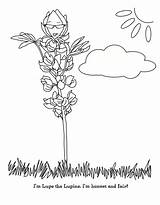 Coloring Lupine Lupe Girl Scout Daisy Petal Honest Fair Daisies Scouts Pages Brownies Flower 1242 Blue Designlooter Template Troop 1600px sketch template