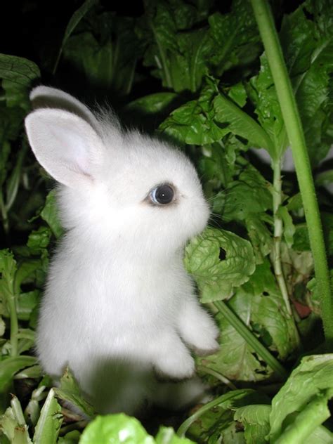 cute bunny pictures amazing creatures