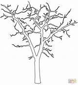 Alberi Albero Spogli Redwood Baum Inverno Radici Morto Supercoloring Spoglio Arvore Contorni Toter Arvores Esquema Foglie Muerto árbol sketch template