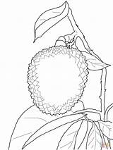 Lychee Coloring Pages Supercoloring Drawing Styles Litchi Fruit Aj Kids Template Printable Fruits Categories sketch template