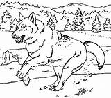 Corriendo Loup Lobos Dibujo Animales Salvajes Coloriages Animaux Bosque Imprimer Dibujoscolorear Relacionados sketch template