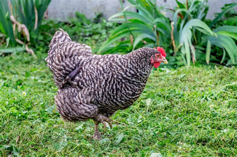 plymouth rock chicken  ultimate breed guide chook city