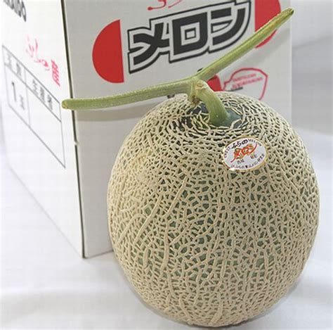 sweetvegetablefactory red meat melon more than 1 5 kg of 2l size 1 ball from furano hokkaido