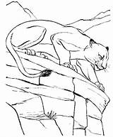 Pumas Cougar Animali Savana Coloriage Panther Dessin Colorier Panthers Cougars Salvajes Experto Quando sketch template