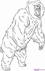Grizzly Bear Coloring Pages Drawing Draw Step Drawings Standing Printable Animal Dessin Imprimer Bears Outline Animals Coloriage Dragoart Kids Adult sketch template