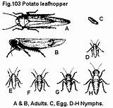 Leafhopper Potato Cicadellidae Homoptera Fabae Harris Fig sketch template