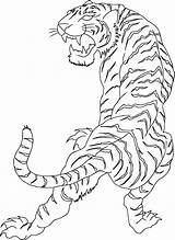 Tiger Tattoo Drawing Chinese Tattoos Outline Japanese Line Dragon Drawings Coloring Tribal Designs Simple Pages Size Flash Women Cage Rib sketch template
