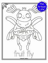 Fly sketch template