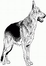 Coloring German Pages Shepherd Dog Popular sketch template