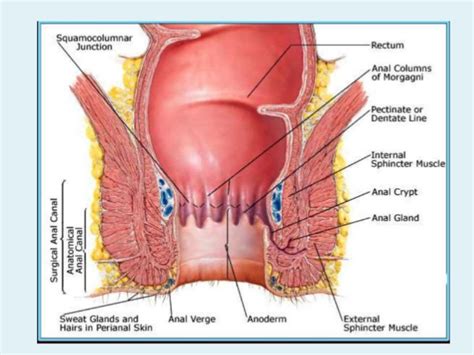 surgical anatomy anal canal