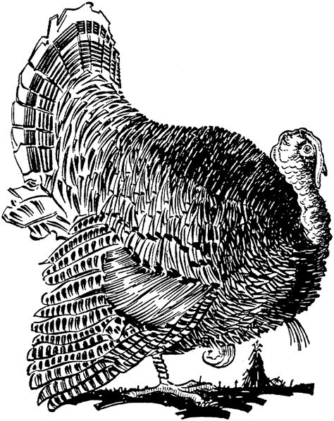wild turkey coloring page coloring home