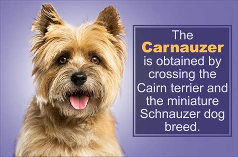 cairn terrier mix pet ponder