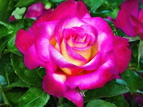 kwiat purpurowa roza
