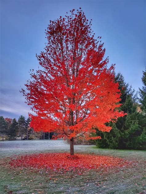 silver maple    named   fall