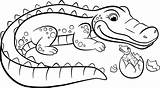 Coloring Alligator Pages Baby Crocodile Drawing Cute Kids Cartoon Animals Color Printable Easy Getdrawings Mother Alligators Clipartmag Simple Rainforest Head sketch template