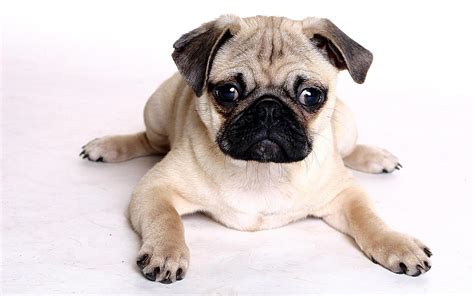 pug puppy wallpapers wallpaper cave