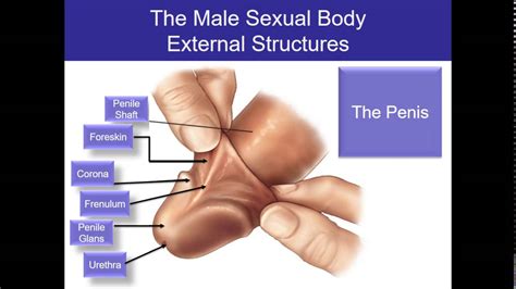 Human Sexuality Ch 2 Male Sexual Anatomy Youtube