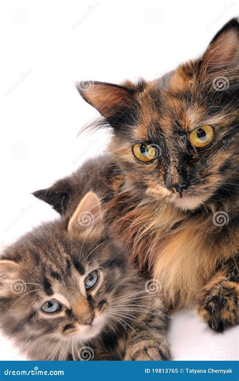 cats family royalty  stock photo image