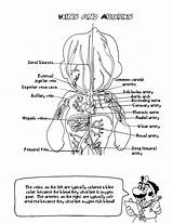 Anatomie Physiology Veins Arteries Mario Biology Biologie Q1 Workbook sketch template