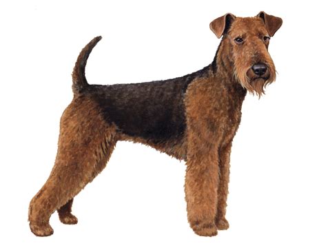 airedale terrier facts wisdom panel dog breeds