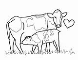 Vaca Vacas Colorear Desenho Bezerro Mamando Hereford Ctr Coloringcity Erin sketch template