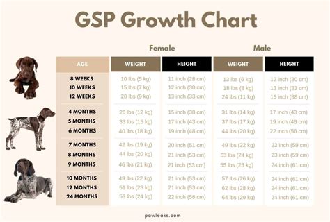 german shorthaired pointer growth chart  pup  full grown gsp pawleaks